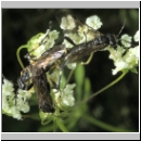 Macrophya montana - Blattwespe 03.jpg